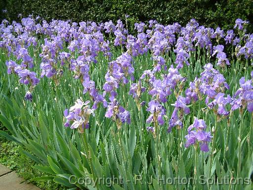 Irises mass 